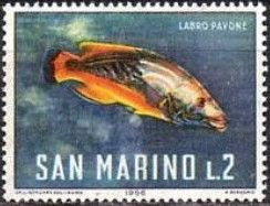 Cuckoo Wrasse (Labrus bimaculatus)