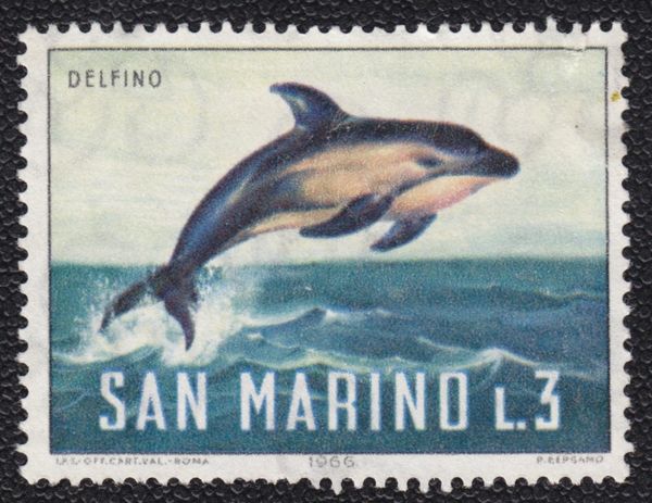 Common Dolphin (Delphinus delphis)