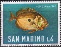 John Dory (Zeus faber)