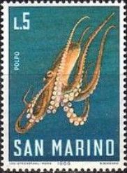 Common Octopus (Octopus vulgaris)