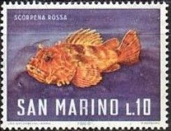 Red Scorpionfish (Scorpaena scrofa) 