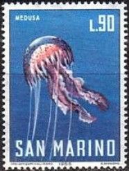 Moon Jellyfish (Aurelia aurita)