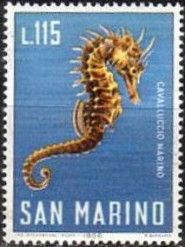 Long-snouted Seahorse (Hippocampus guttulatus)