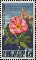 Peony (Paeonia officinalis)