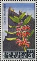 Purple deadnettle (Lamium purpureum)