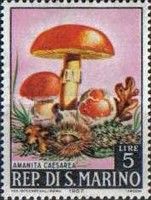 Amanita caesarea