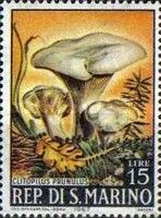 Clitopilus prunulus