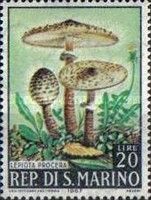Lepiota procera