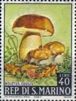 Cep (Boletus edulis)