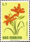 Day lily (Hemerocallis hybrida)