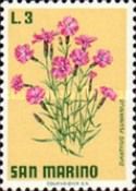 Cottage Pink (Dianthus plumarius)