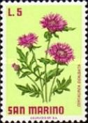 Whitewash Cornflower (Centaurea dealbata)