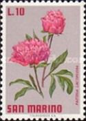 Chinese Peony (Paeonia lactiflora)