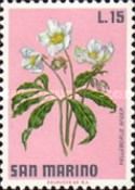 Christmas Rose (Helleborus niger)