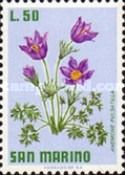 Pasque Flower (Anemone pulsatilla)