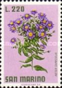 New York Aster (Aster dumosus)
