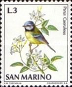 Blue Tit (Parus caeruleus)