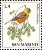 Ortolan Bunting (Emberiza hortulana)
