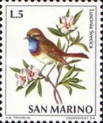 White-Spotted Bluethroat (Luscinia svecica cyanecula)