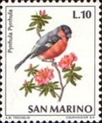Northern Bullfinch (Pyrrhula pyrrhula)