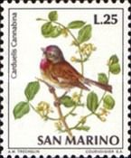 Common Linnet (Carduelis cannabina)
