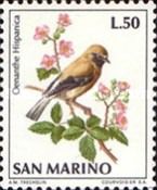 Western Black-eared Wheatear (Oenanthe hispanica)