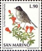 Sardinian Warbler (Sylvia melanocephala)