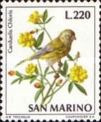 European Greenfinch (Carduelis chloris)