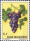 Grapes (Vitis vinifera)