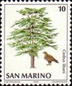 Golden Eagle (Aquila chrysaetos), Lebanon Cedar (Cedrus liba