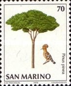Eurasian Hoopoe (Upupa epops), Stone Pine (Pinus pinea)
