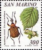 Hazel Leaf Roller (Apoderus coryli), Hazelnut (Corylus avell