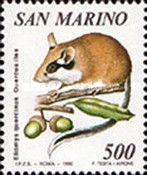 Garden Dormouse (Eliomys quercinus), Holm Oak (Quercus ilex)