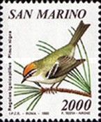 Common Firecrest (Regulus ignicapillus), European Black Pine