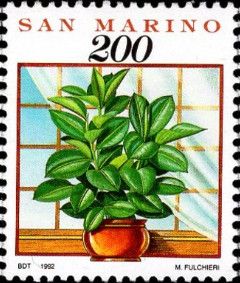 House plant