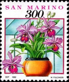 Orchids