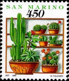 Cacti