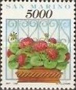 Geraniums