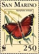 Camberwell Beauty (Nymphalis antiopa)