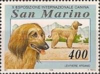 Afghan Hound (Canis lupus familiaris)