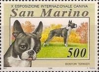 Boston Terrier (Canis lupus familiaris)