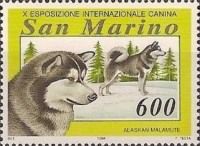 Alaskan Malamute (Canis lupus familiaris)