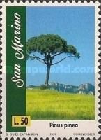 Pinus pinea