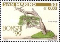 Pinus mugo