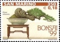 Pinus silvestris