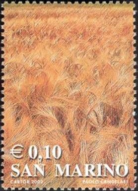 Barley field