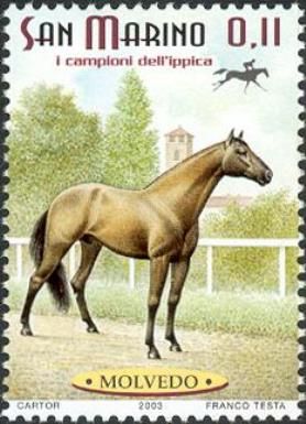 "Molvedo" (Equus ferus caballus)
