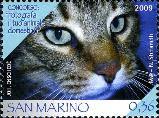 Domestic Cat (Felis silvestris catus)