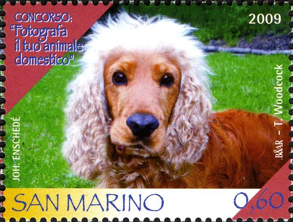 Cocker Spaniel (Canis lupus familiaris)