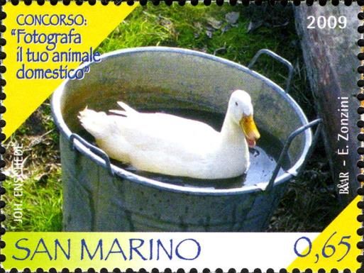 Domestic Duck (Anas platyrhynchos domestica)